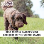 Trained Labradoodle Breeders