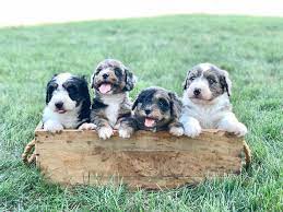Unique Canines