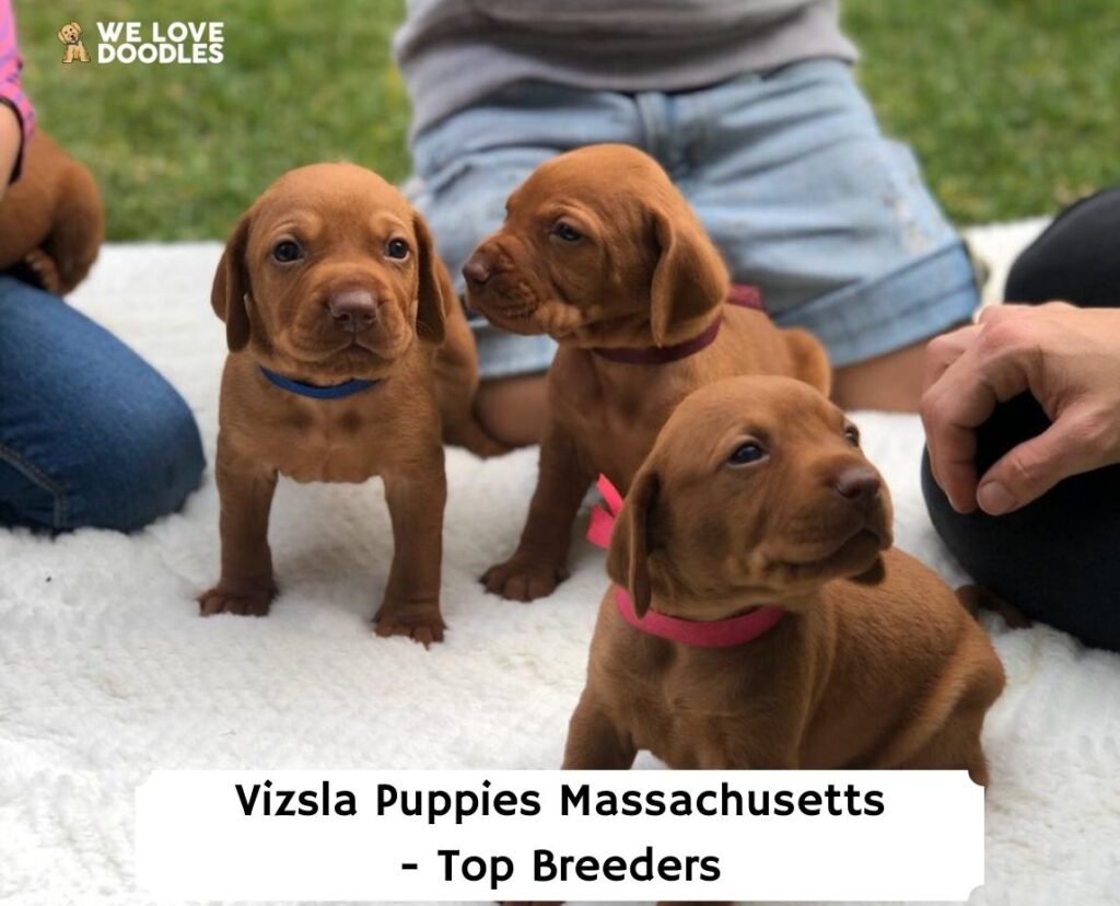 how much should vizsla puppy eat