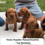 Vizsla-Puppies-Massachusetts-Top-Breeders-template