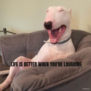 Walter the Dog Laughing Meme