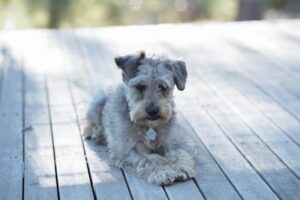 What Is the Lifespan of a Medium Schnoodle?