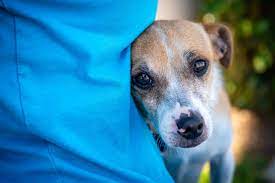 What Do You Do If Your Dog is Terrified of You?