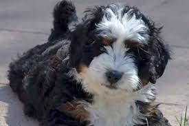 Where do you find a Merle Bernedoodles breeder