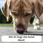 Why-Do-Dogs-Like-Period-Blood-template