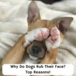 Why-Do-Dogs-Rub-Their-Face-Top-Reasons-template