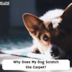 Why-Does-My-Dog-Scratch-the-Carpet-template
