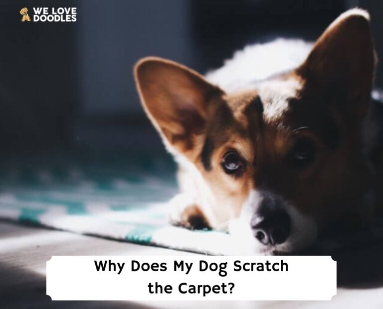 Why Does My Dog Scratch the Carpet? (2023) - We Love Doodles