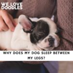 Why Does My Dog Sleep Between My Legs