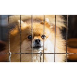 Dog suddenly hates clearance crate