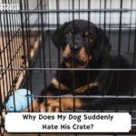 Why-Does-My-Dog-Suddenly-Hate-His-Crate-template