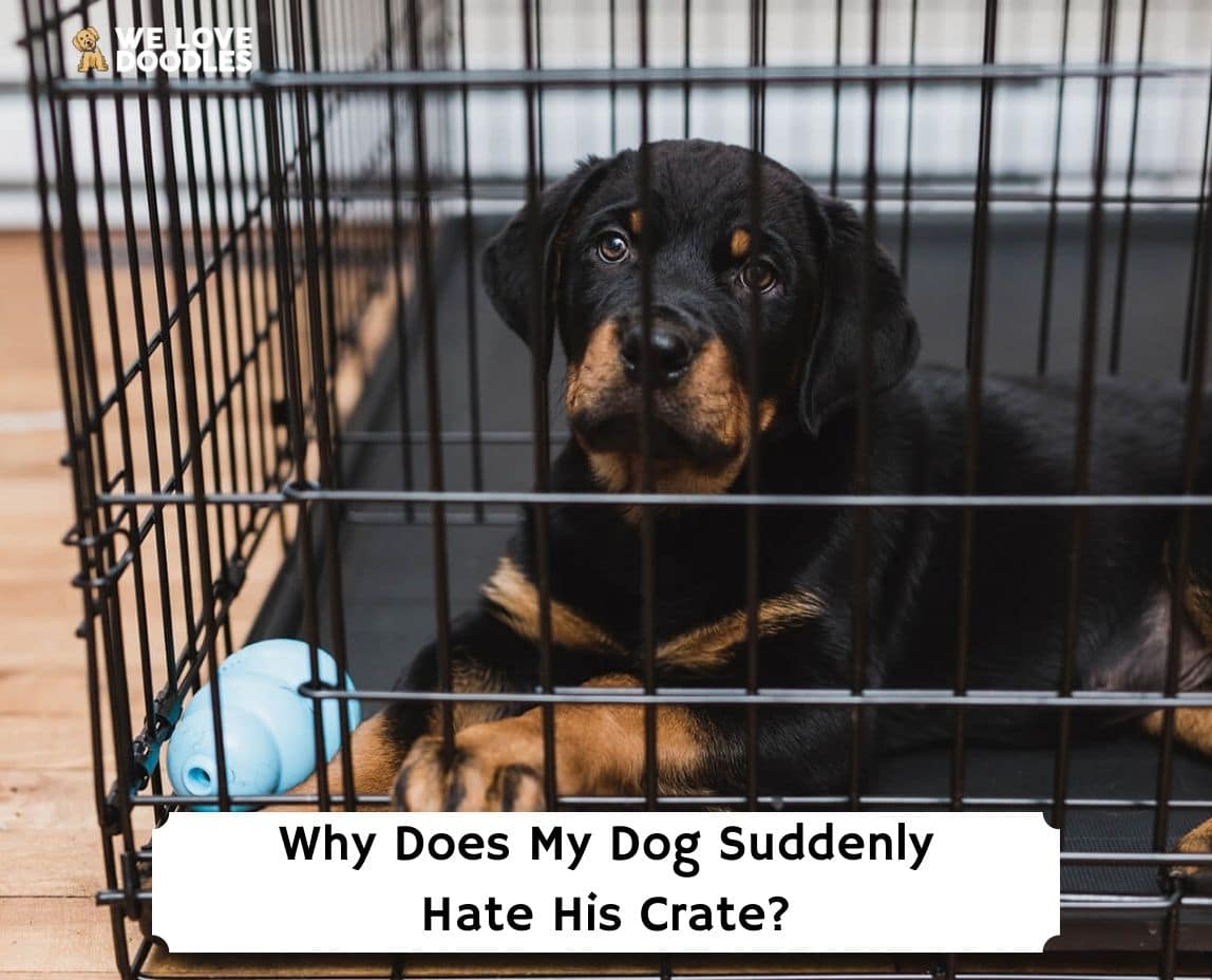 my dog hates his crate