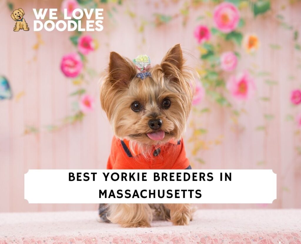 7 Best Yorkie Breeders in Massachusetts! (2024) We Love Doodles