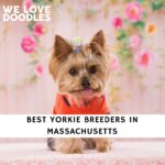 Yorkie Breeders in Massachusetts