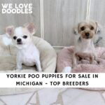 Yorkie Poo Puppies For Sale in Michigan