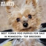 Yorkie Poo Puppies For Sale in Minnesota
