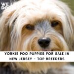 Yorkie Poo Puppies For Sale in New Jersey