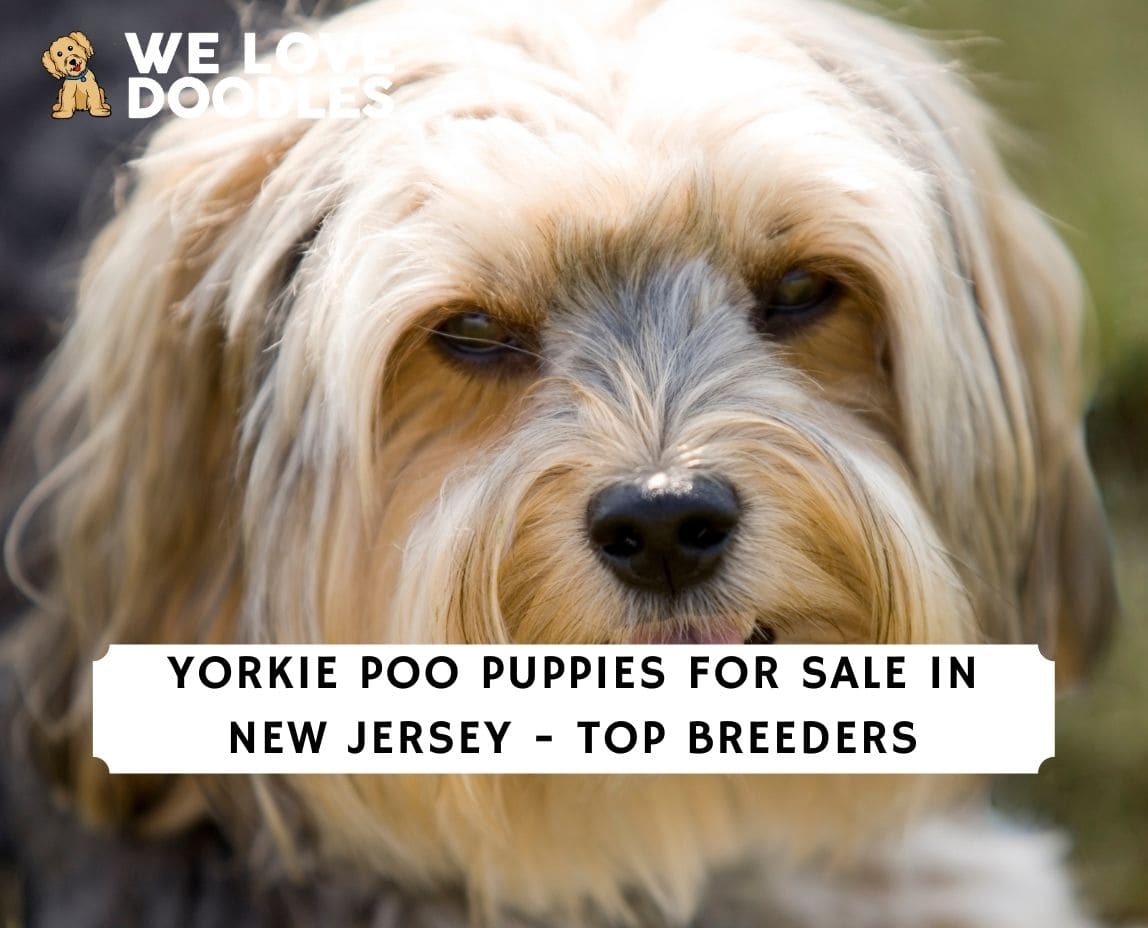 how much are yorkie poos puppies