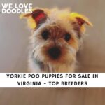Yorkie Poo Puppies For Sale in Virginia