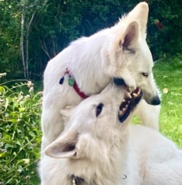 You Should Learn the Proper Ways of Training a Dog