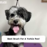 best brush for a yorkie poo