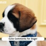 comments for dogs