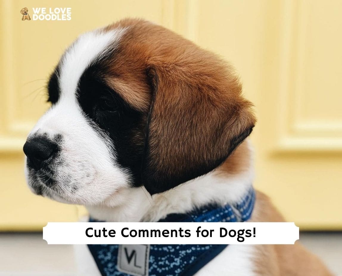 104 Cute Comments for Dogs! (2024) - We Love Doodles