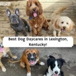 dog daycare lexington, ky