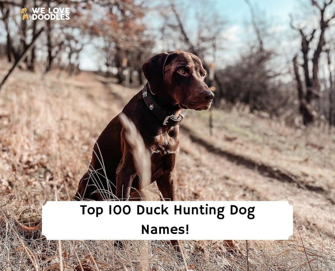 Top 100 Duck Hunting Dog Names   Dog Names For Duck Hunting 