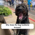 dog screaming all the sudden