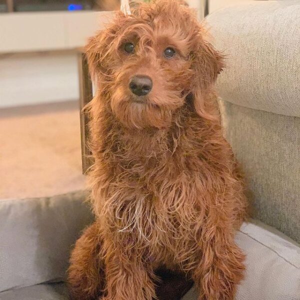 Best Shampoo for Matted Dog Hair! (2023) We Love Doodles