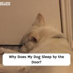 dog sleeping by door