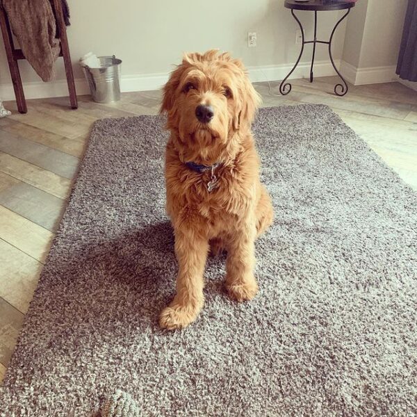 Best Shampoo for Matted Dog Hair! (2023) We Love Doodles