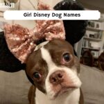 female disney dog names