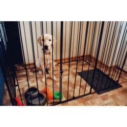 Dog suddenly outlet hates crate