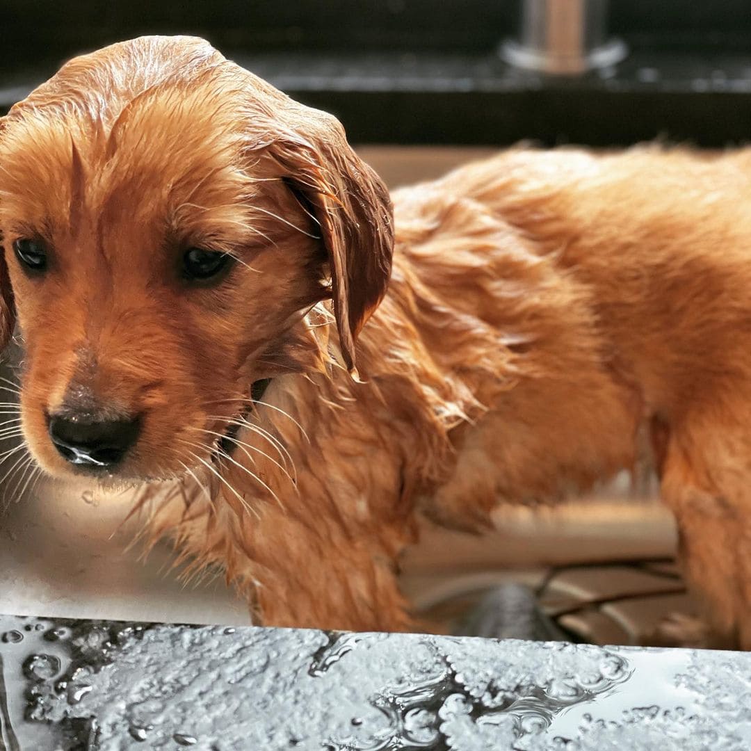 Best Shampoo for Golden Retrievers! (2023) We Love Doodles