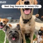 jersey city dog daycares