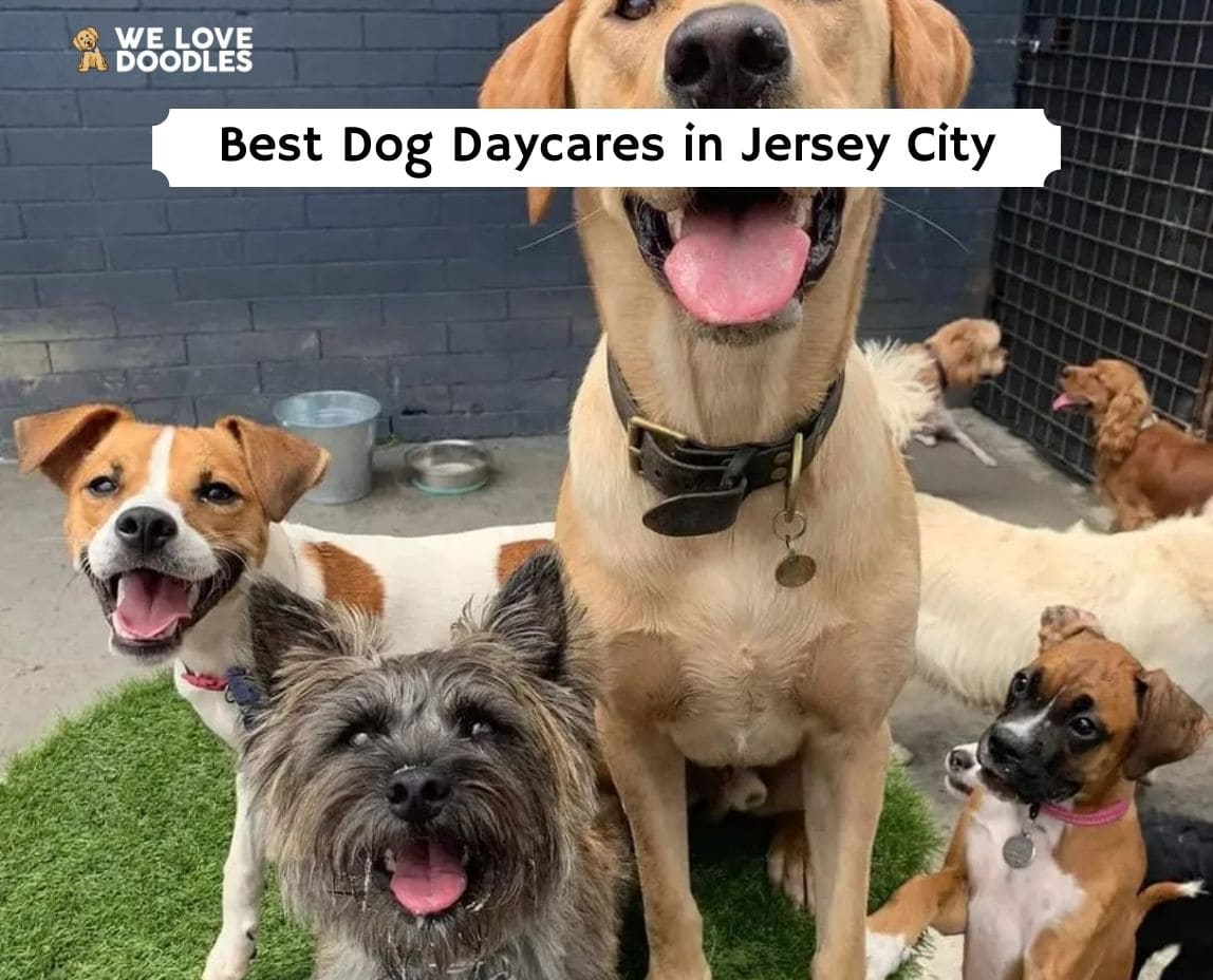 The 7 Best Dog Daycares in Jersey City, New Jersey!