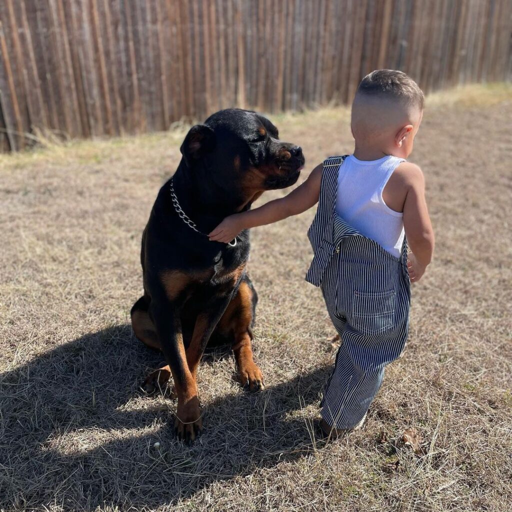 17 Best Dogs for Men!