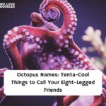 names for an octopus