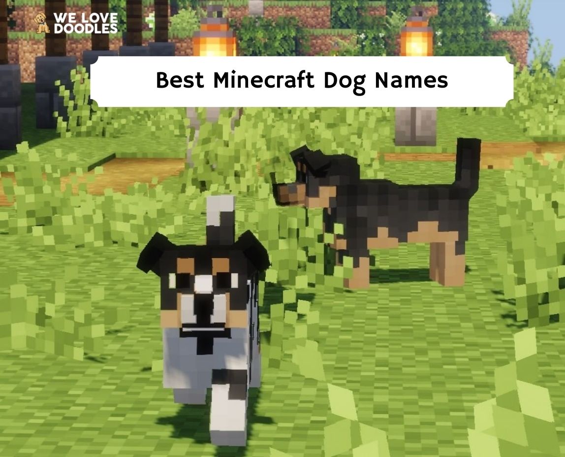 Names For Minecraft Dogs 