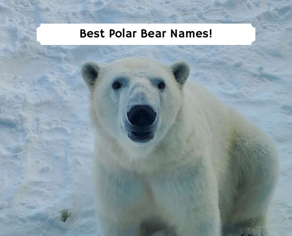 179-best-polar-bear-names-2023-we-love-doodles