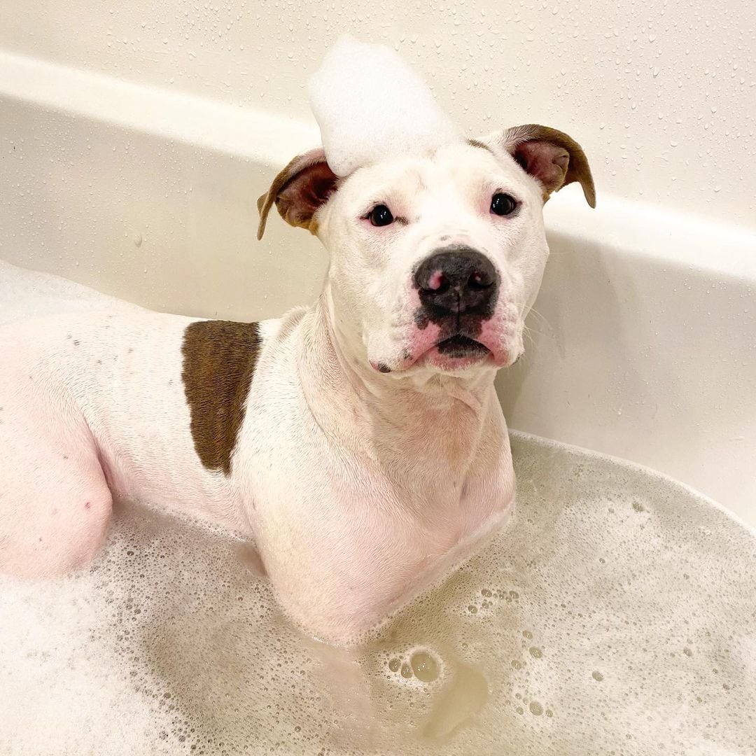 The 7 Best Dog Shampoos for Pitbulls! (2024) We Love Doodles