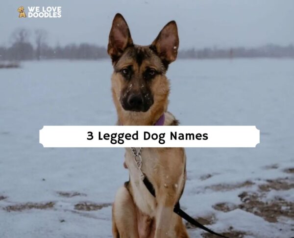The 65 Best 3 Legged Dog Names 2022 We Love Doodles