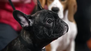 Ethical Frenchie (Red French Bulldog)