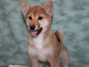 Petland -ShiGA