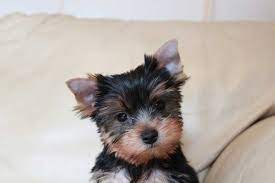 where can i adopt a yorkshire terrier