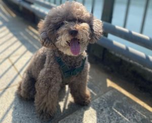 6 Best Poodle Rescues In Ohio 2024