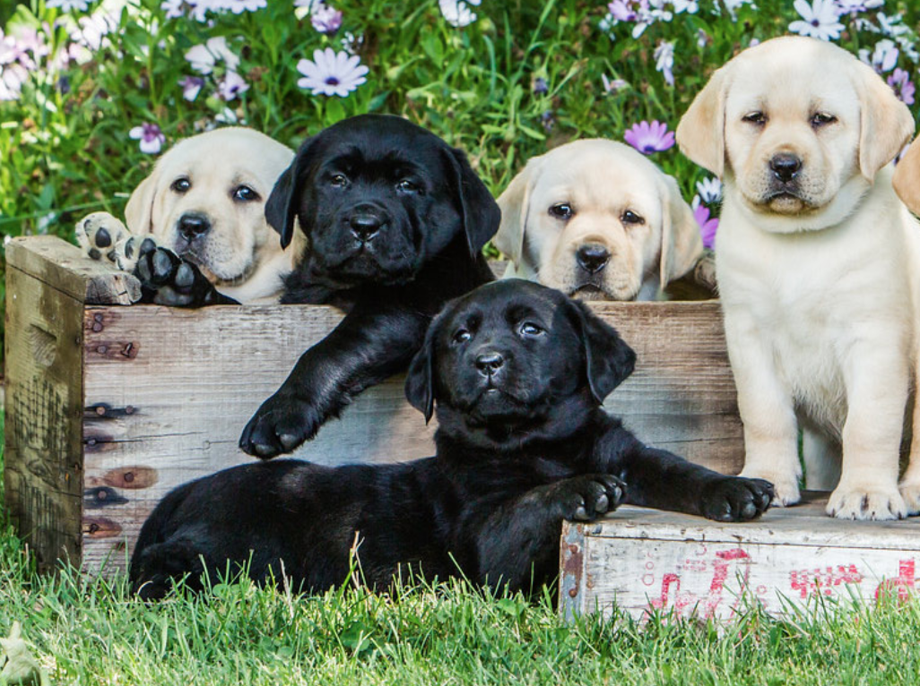 8 Best Labrador Breeders In Washington!