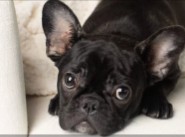 Affinity French Bulldogs Washington